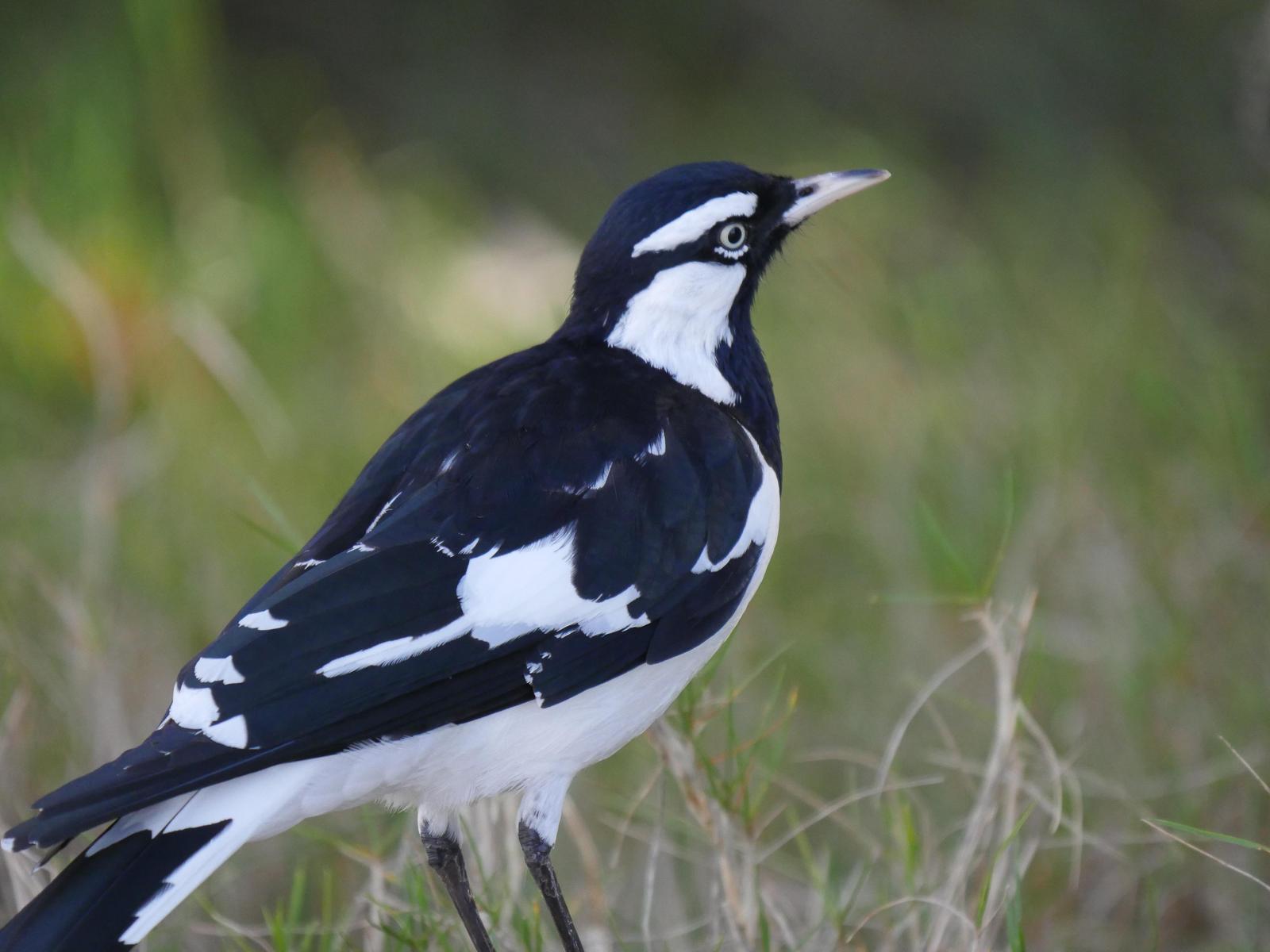 Magpie-lark Photo by Peter Lowe