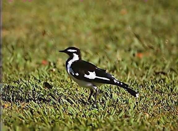 Magpie-lark Photo by Dan Tallman