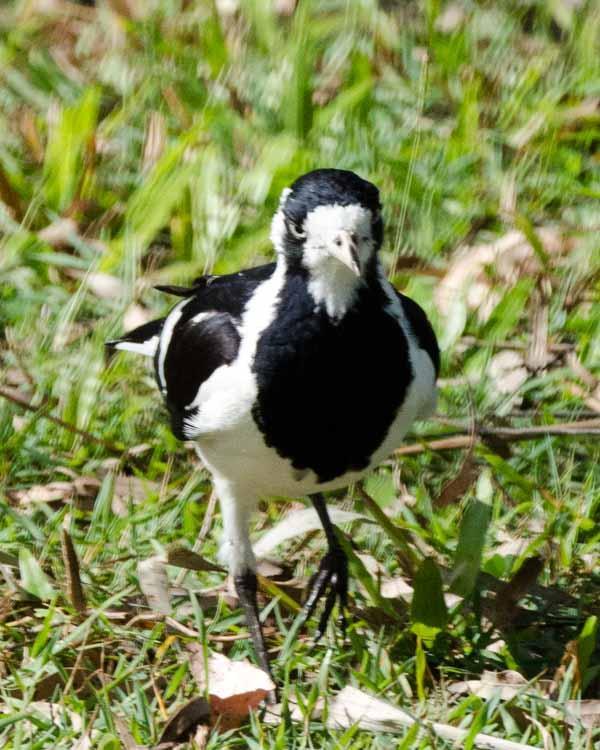 Magpie-lark Photo by Bob Hasenick