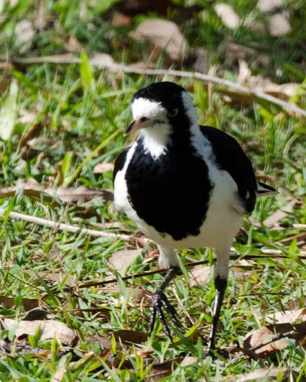 Magpie-lark Photo by Bob Hasenick