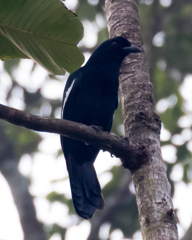 Black Magpie Photo by Robert Lewis
