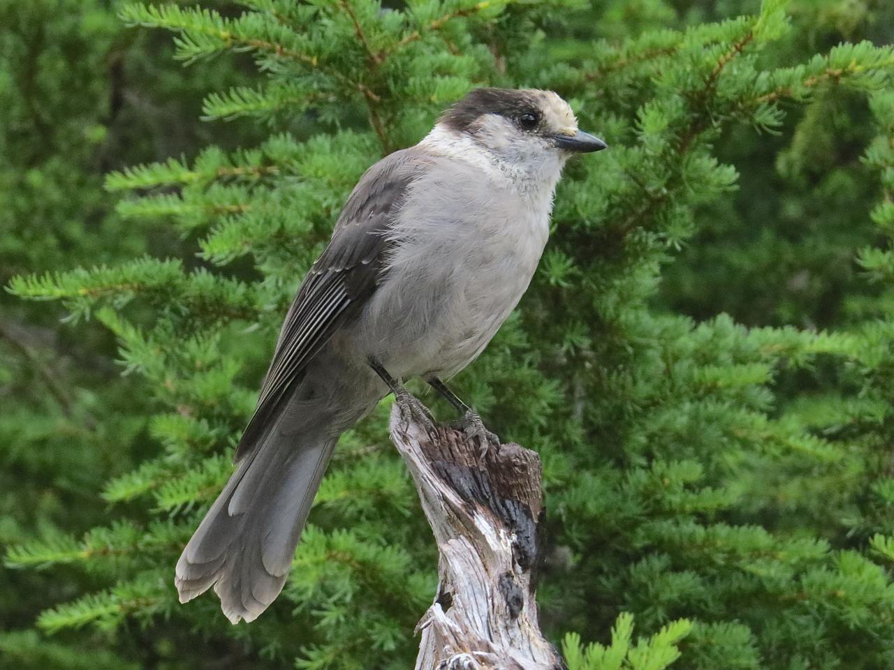 Canada Jay Photo by Brian Avent