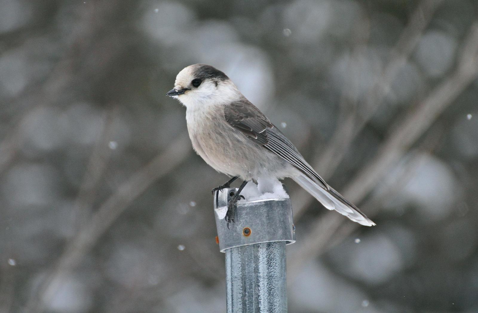 Canada Jay Photo by Andrew Theus