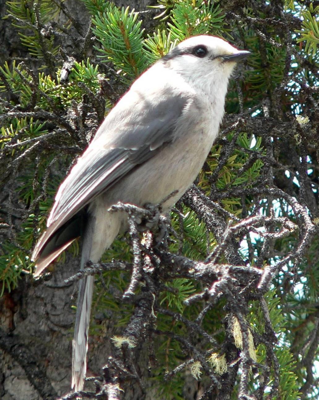Canada Jay Photo by Peter Lowe