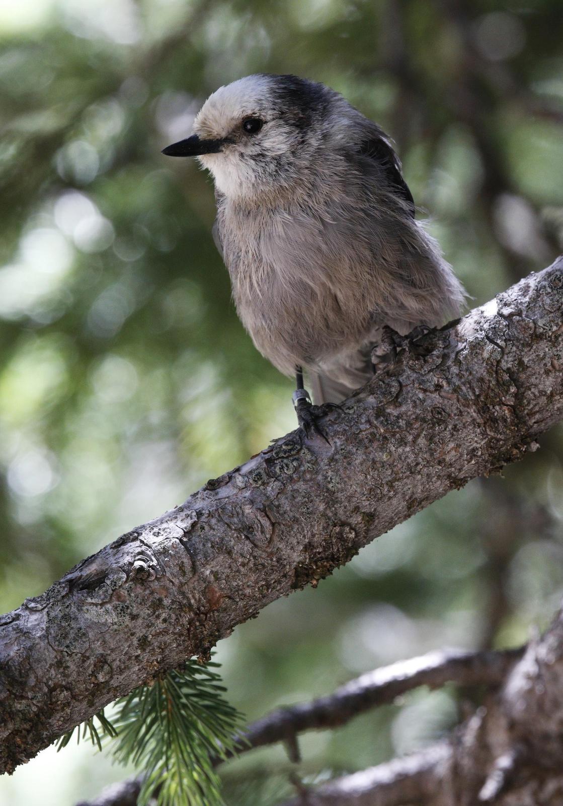Canada Jay Photo by Emily Willoughby