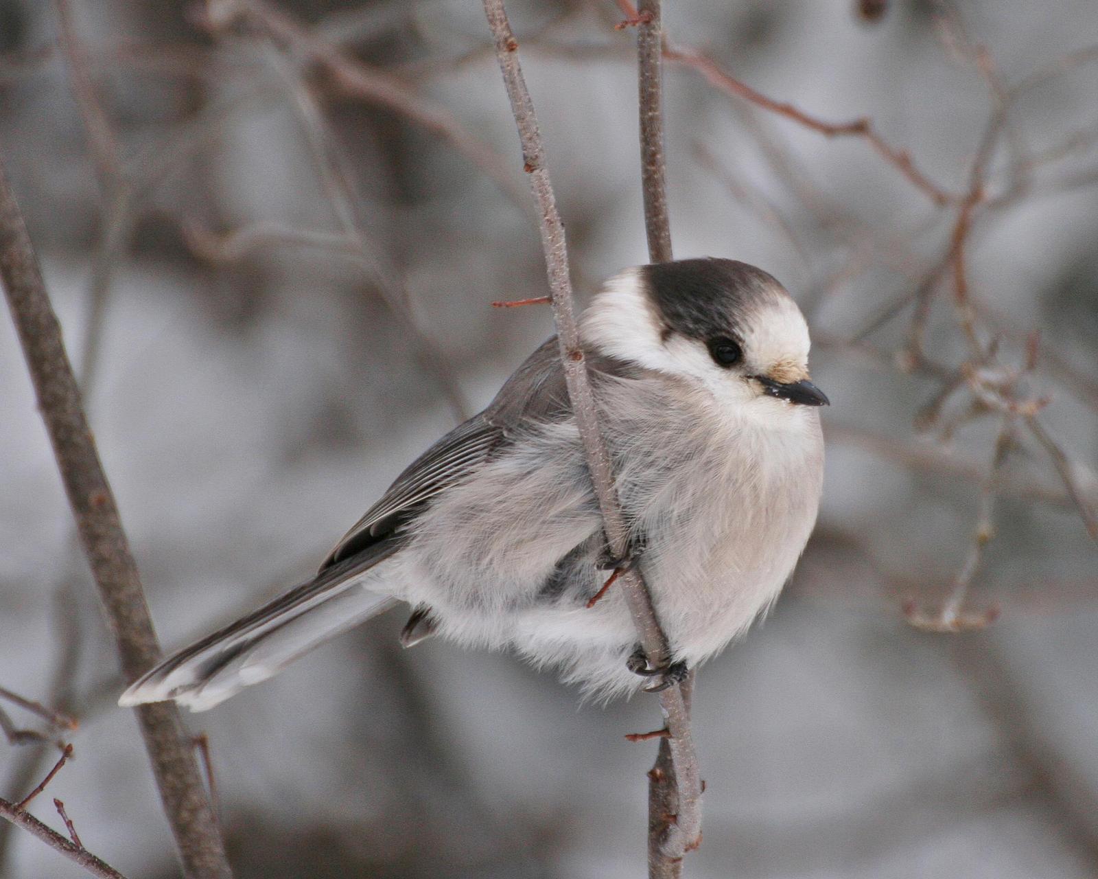 Canada Jay (Northern) Photo by Andrew Theus
