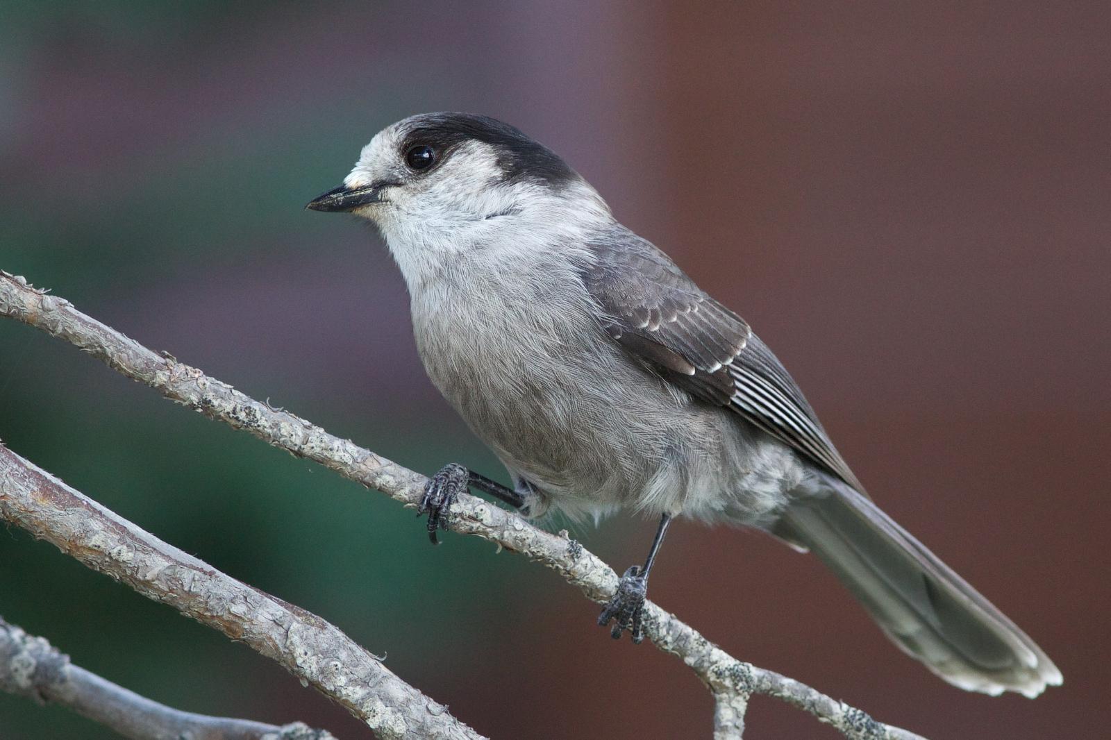 Canada Jay (Pacific) Photo by Robin Horn