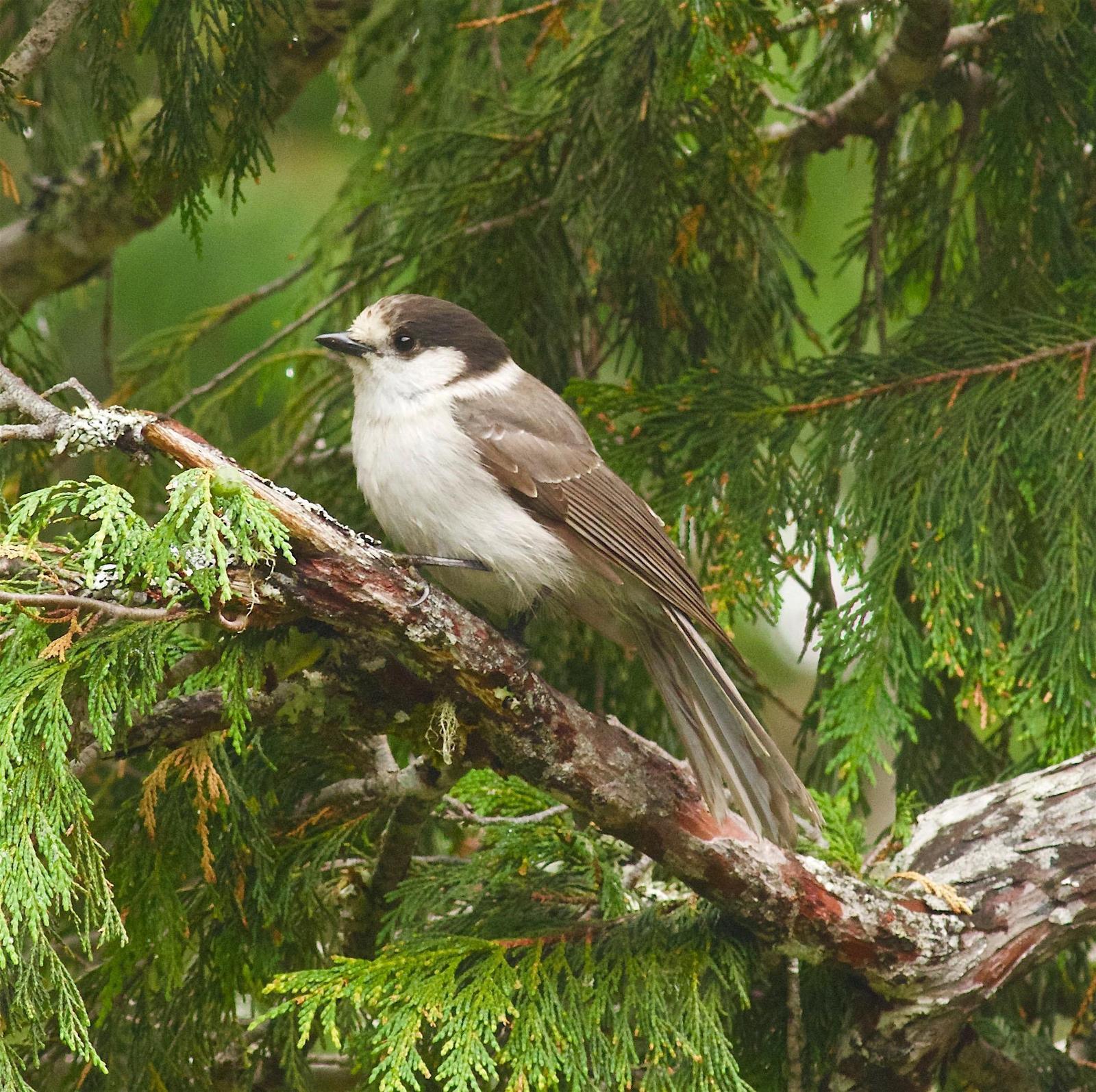 Canada Jay (Pacific) Photo by Kathryn Keith
