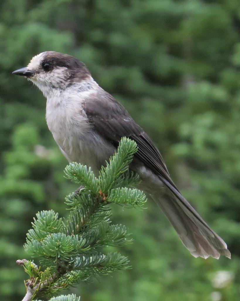 Canada Jay (Pacific) Photo by Brian Avent