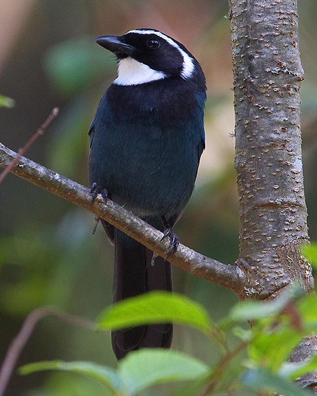 White-throated Jay Photo by Ryan Shaw
