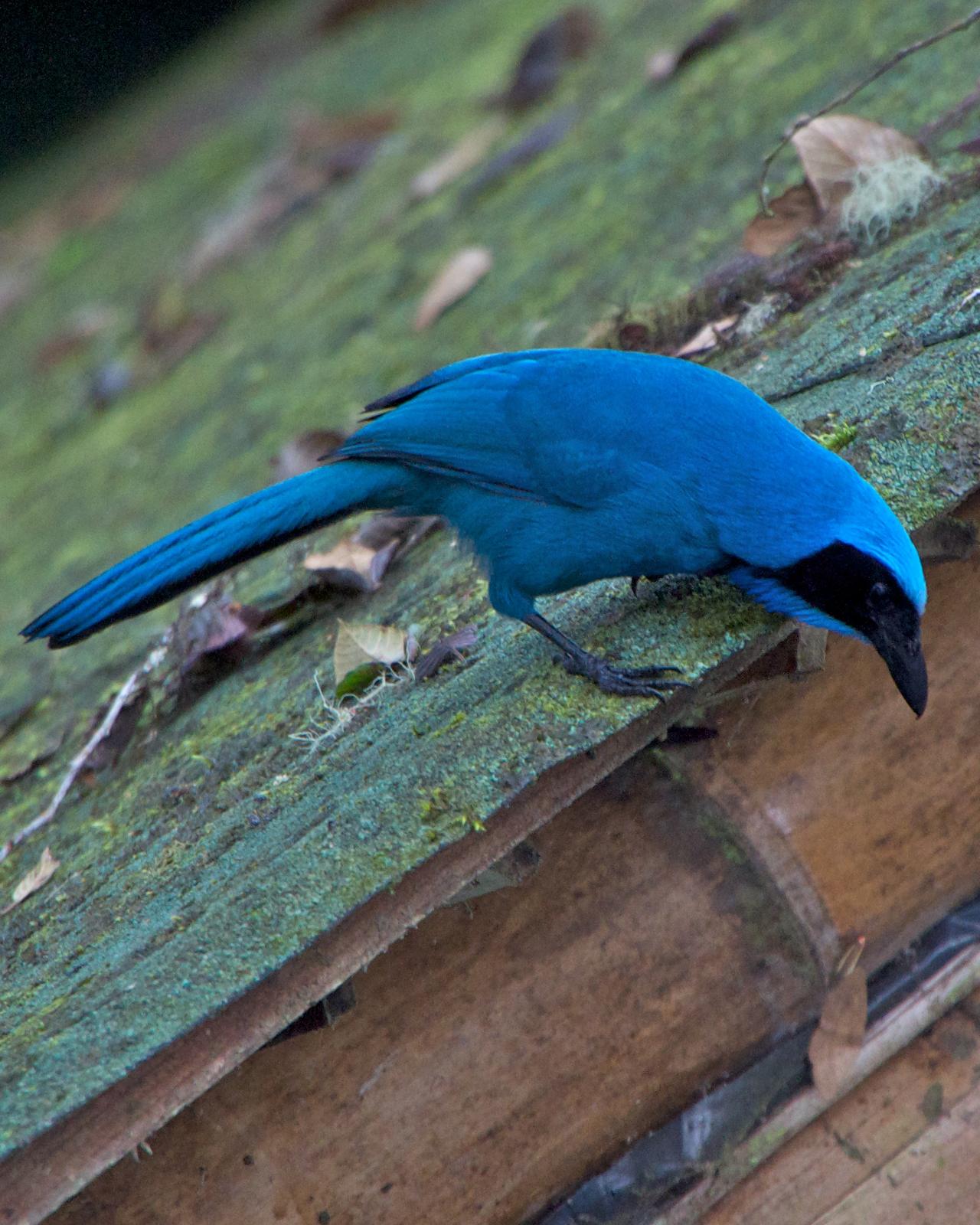 Turquoise Jay Photo by Robin Barker