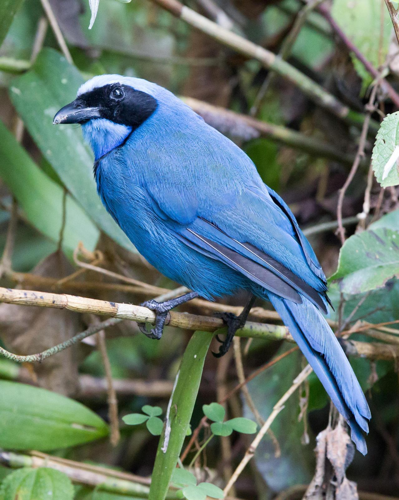 Turquoise Jay Photo by Kevin Berkoff