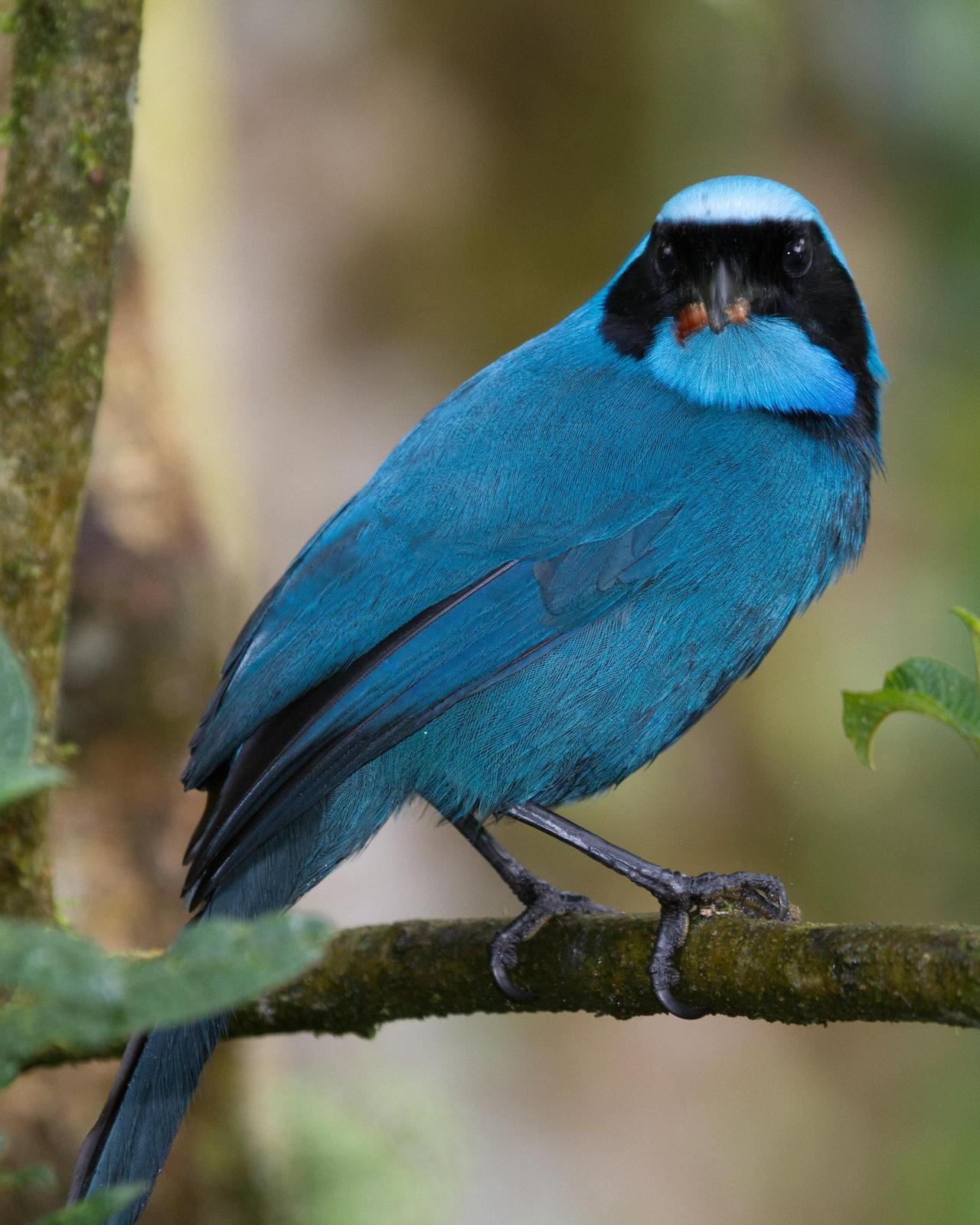 Turquoise Jay Photo by Robert Lewis