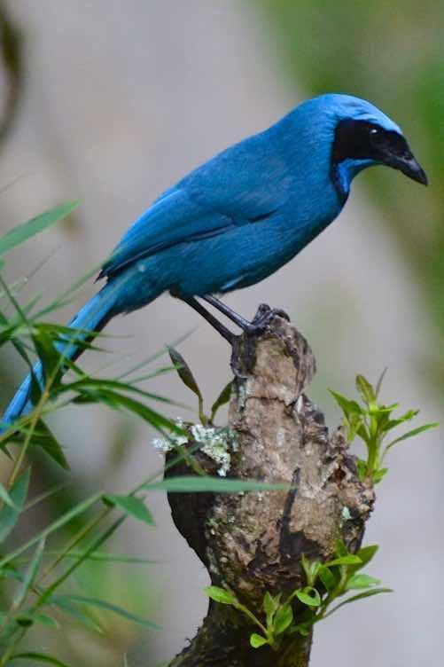 Turquoise Jay Photo by Andrew Pittman