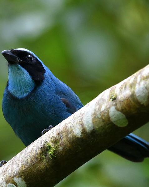 Turquoise Jay Photo by Carl Milliken