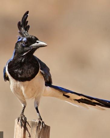 Black-throated Magpie-Jay Photo by Rene Valdes