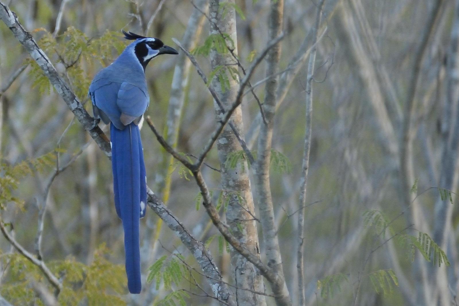 Black-throated Magpie-Jay Photo by Andres Rios
