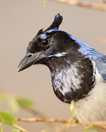 Black-throated Magpie-Jay Photo by Rene Valdes