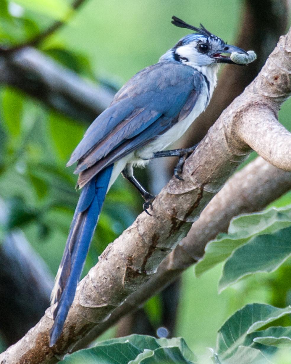 White-throated Magpie-Jay Photo by Matthew P. Alexander
