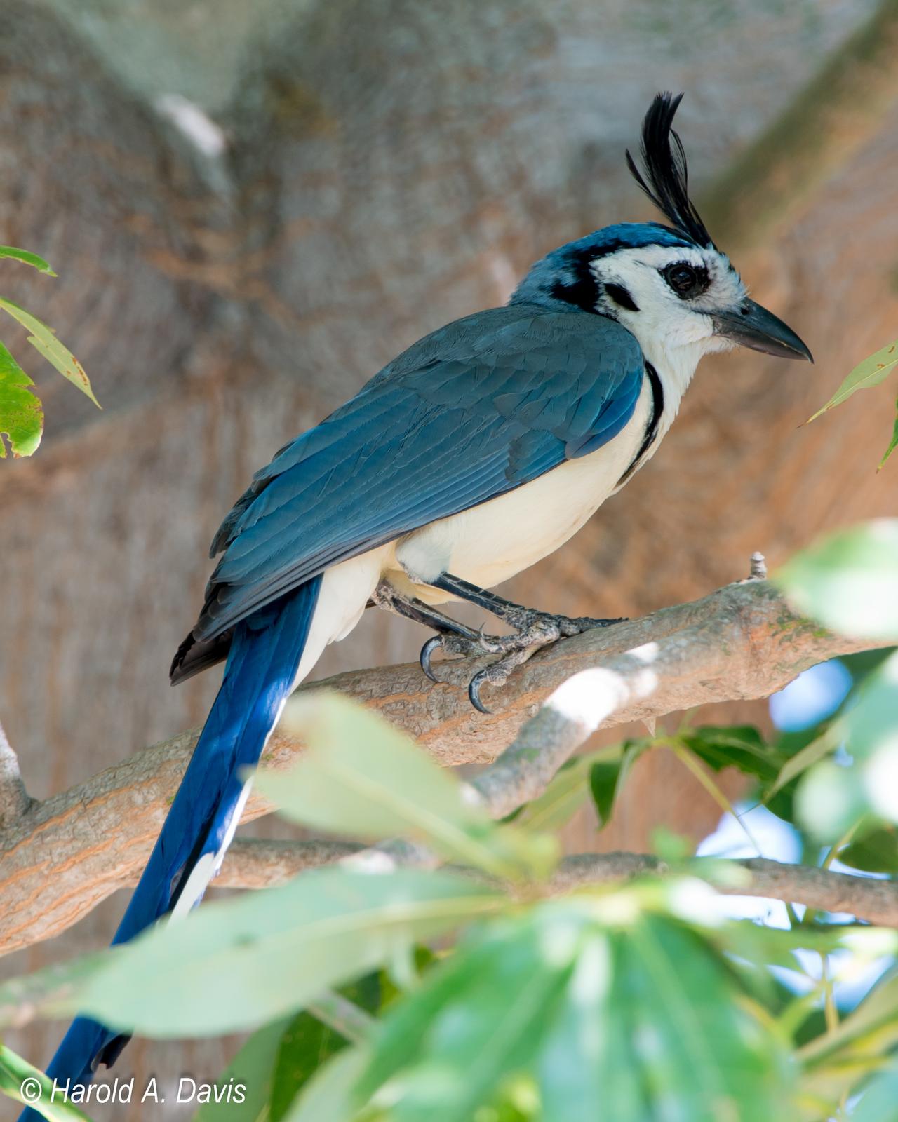 White-throated Magpie-Jay Photo by Harold Davis