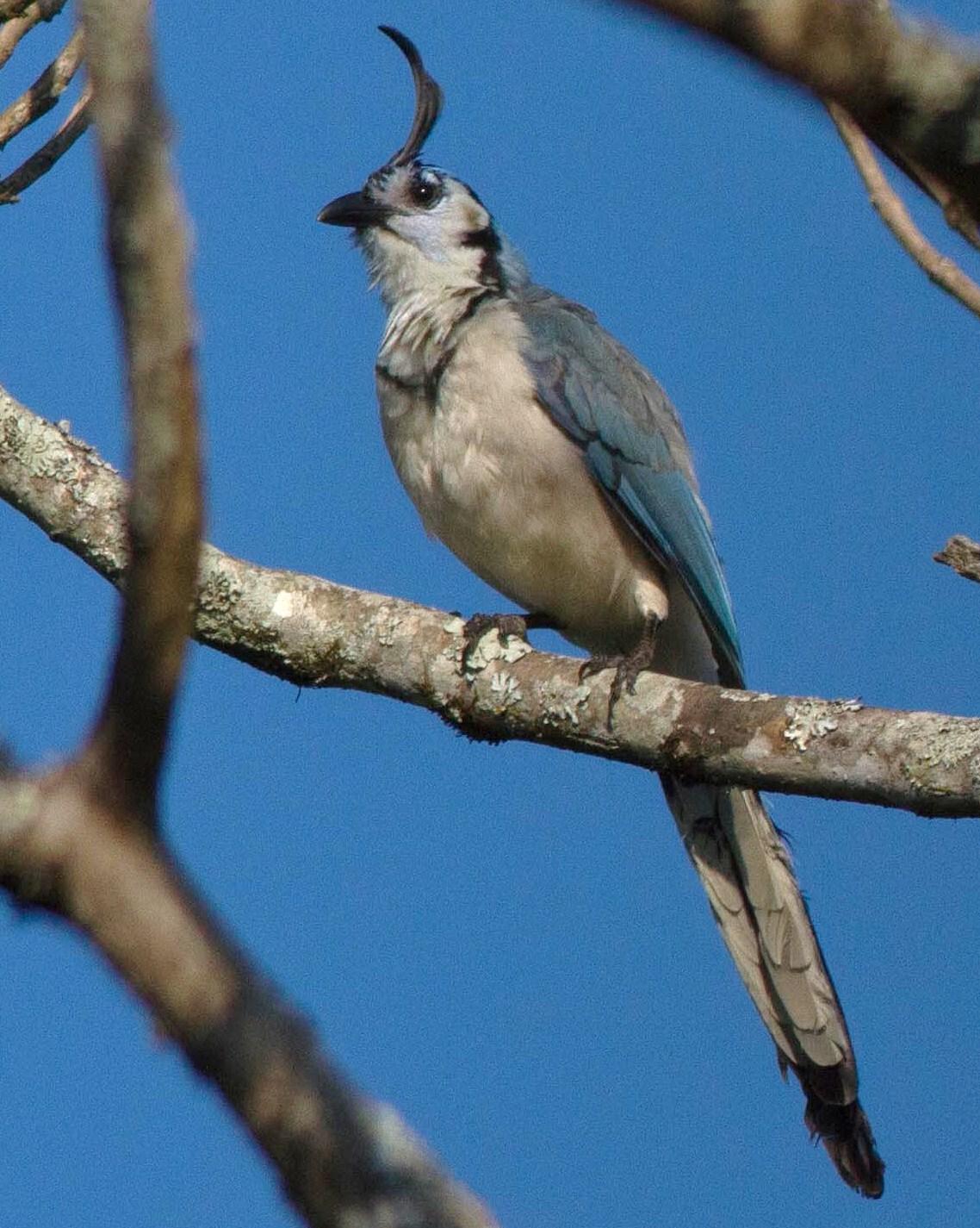 White-throated Magpie-Jay Photo by Jeff Gerbracht