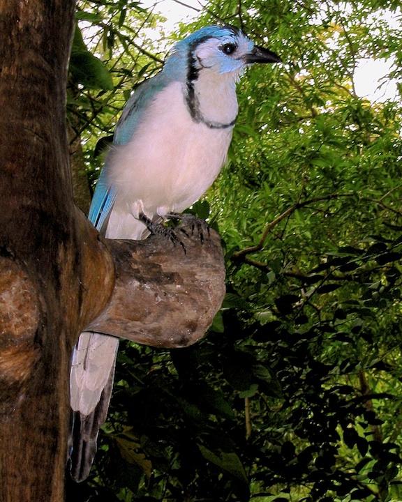White-throated Magpie-Jay Photo by Denis Rivard
