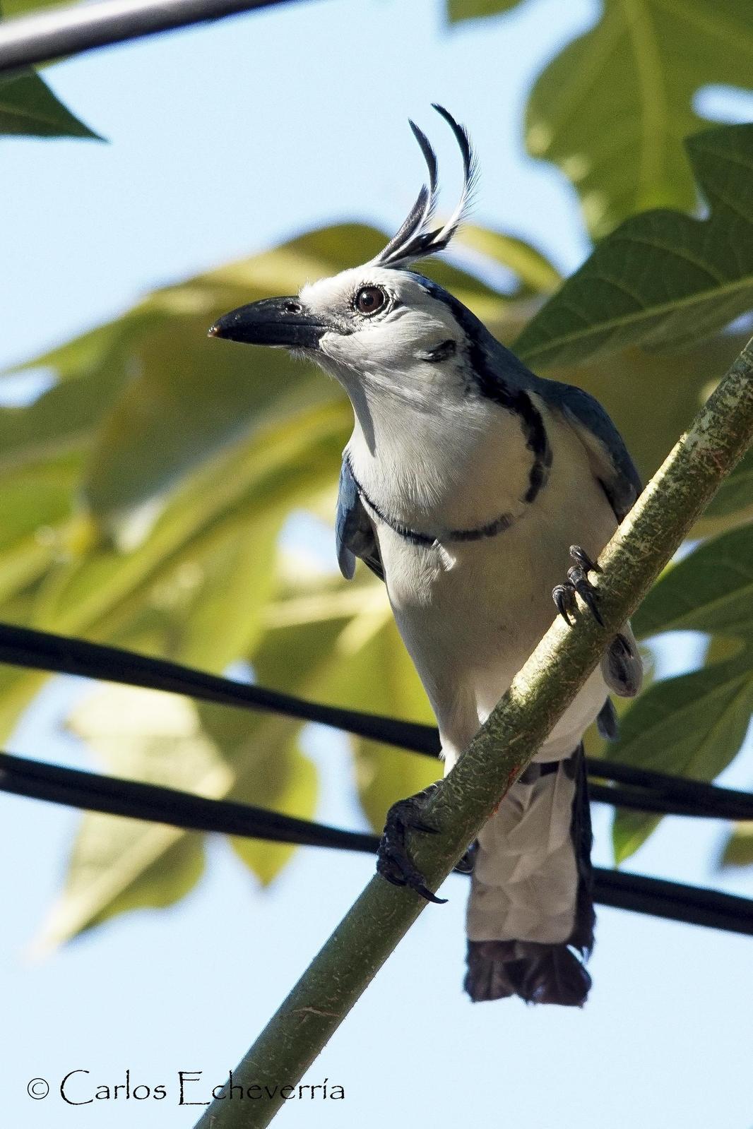 White-throated Magpie-Jay Photo by Carlos Echeverría