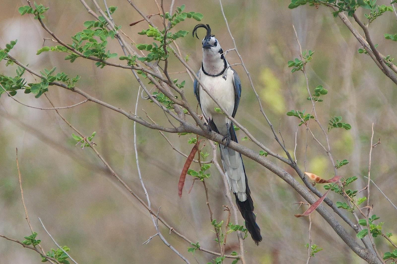 White-throated Magpie-Jay Photo by Gerald Hoekstra