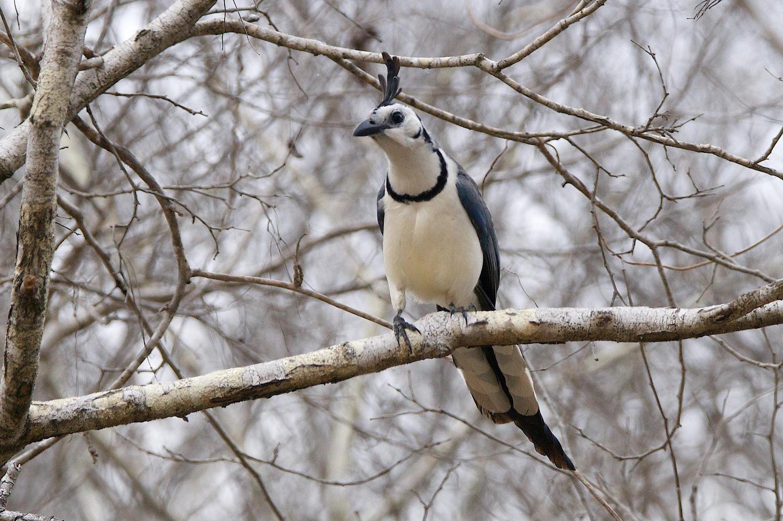 White-throated Magpie-Jay Photo by Gerald Hoekstra