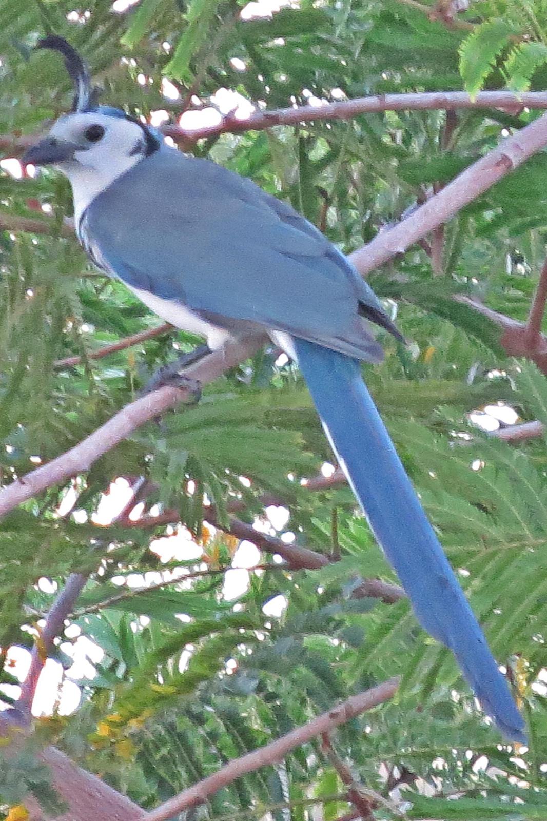 White-throated Magpie-Jay Photo by Enid Bachman
