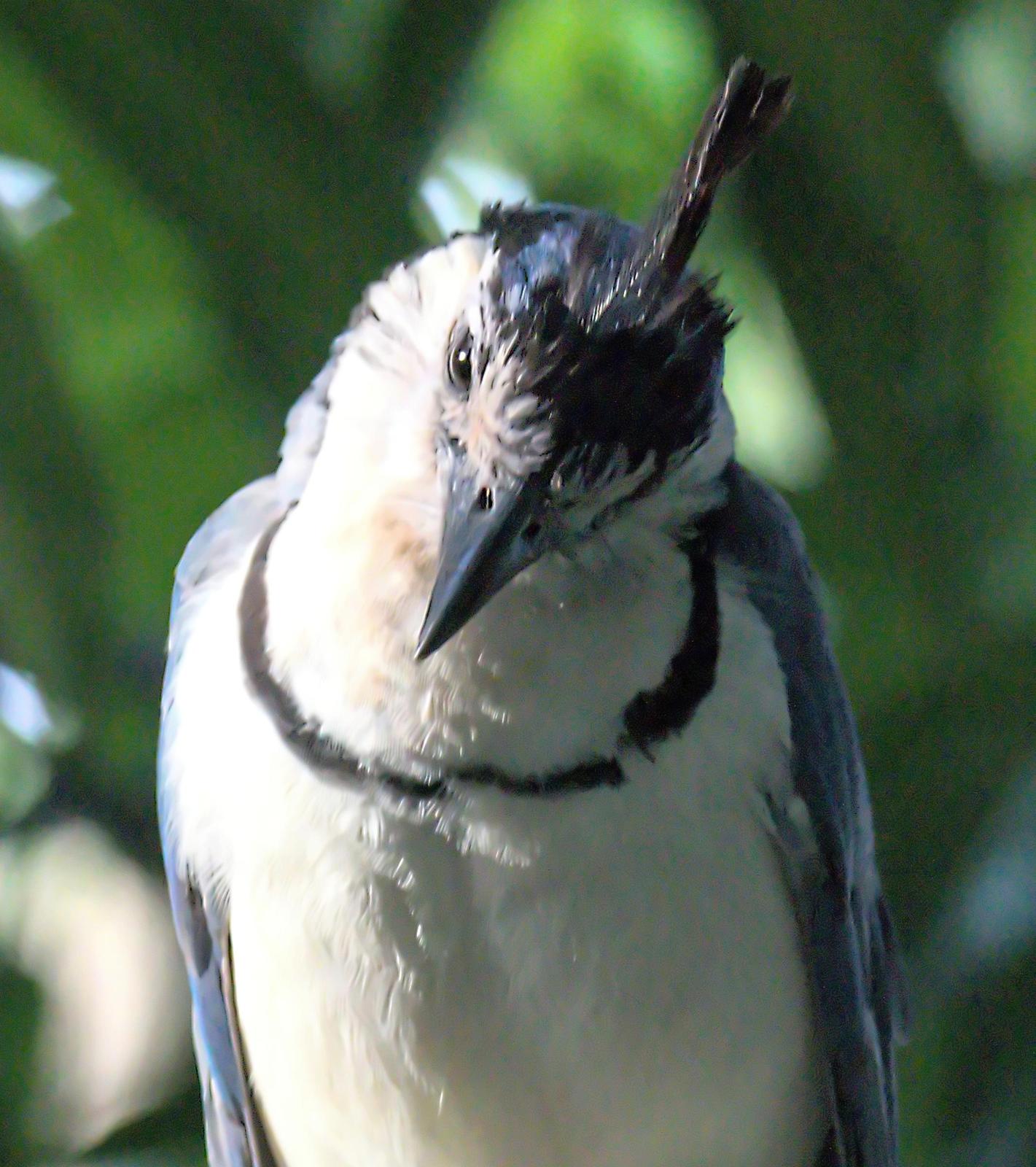 White-throated Magpie-Jay Photo by Dan Tallman