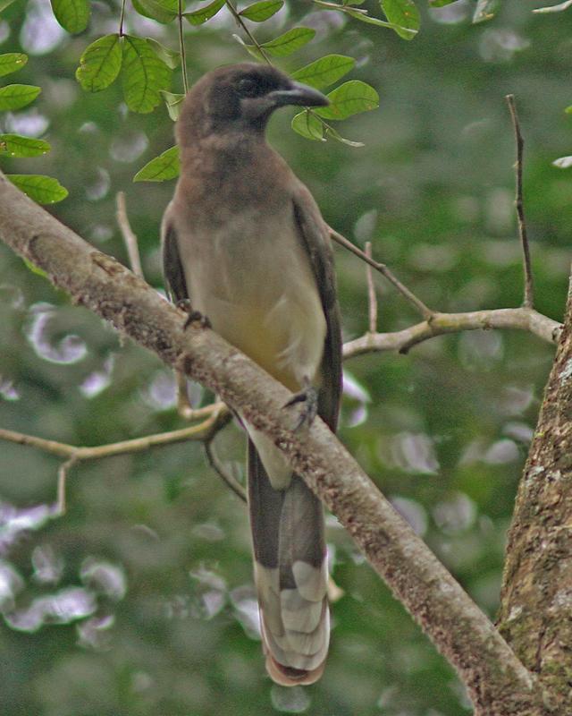 Brown Jay Photo by Larry Sirvio