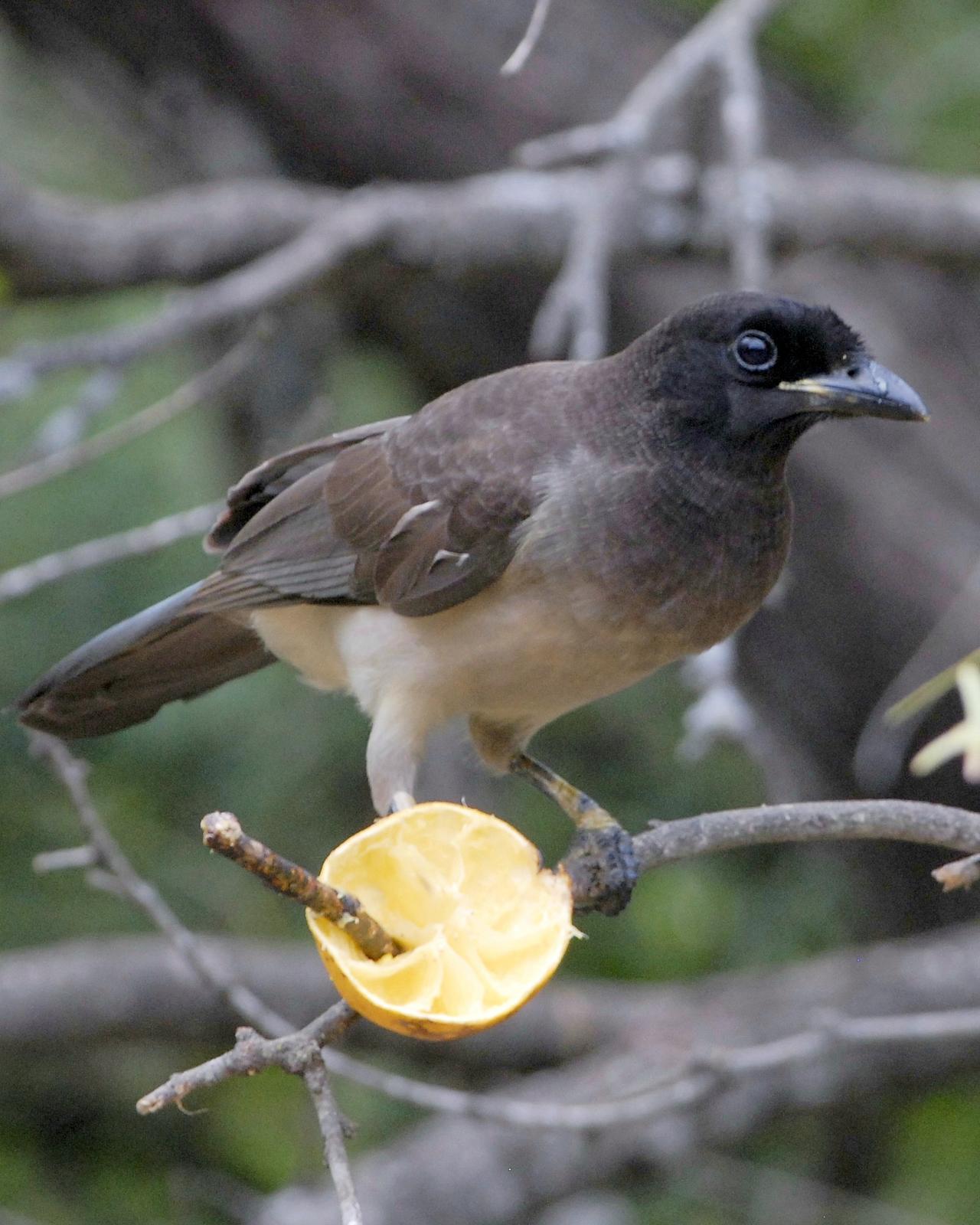 Brown Jay Photo by David Hollie