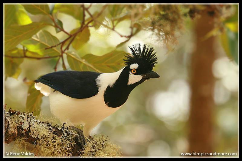 Tufted Jay Photo by Rene Valdes