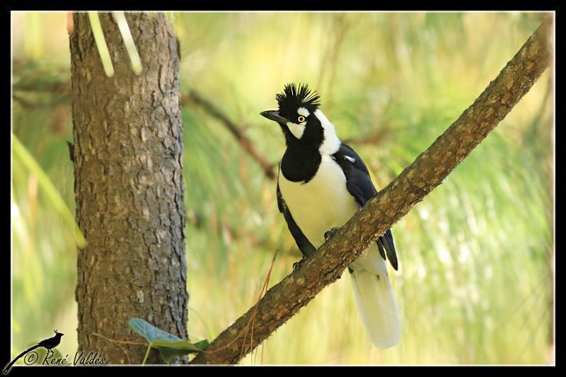 Tufted Jay Photo by Rene Valdes