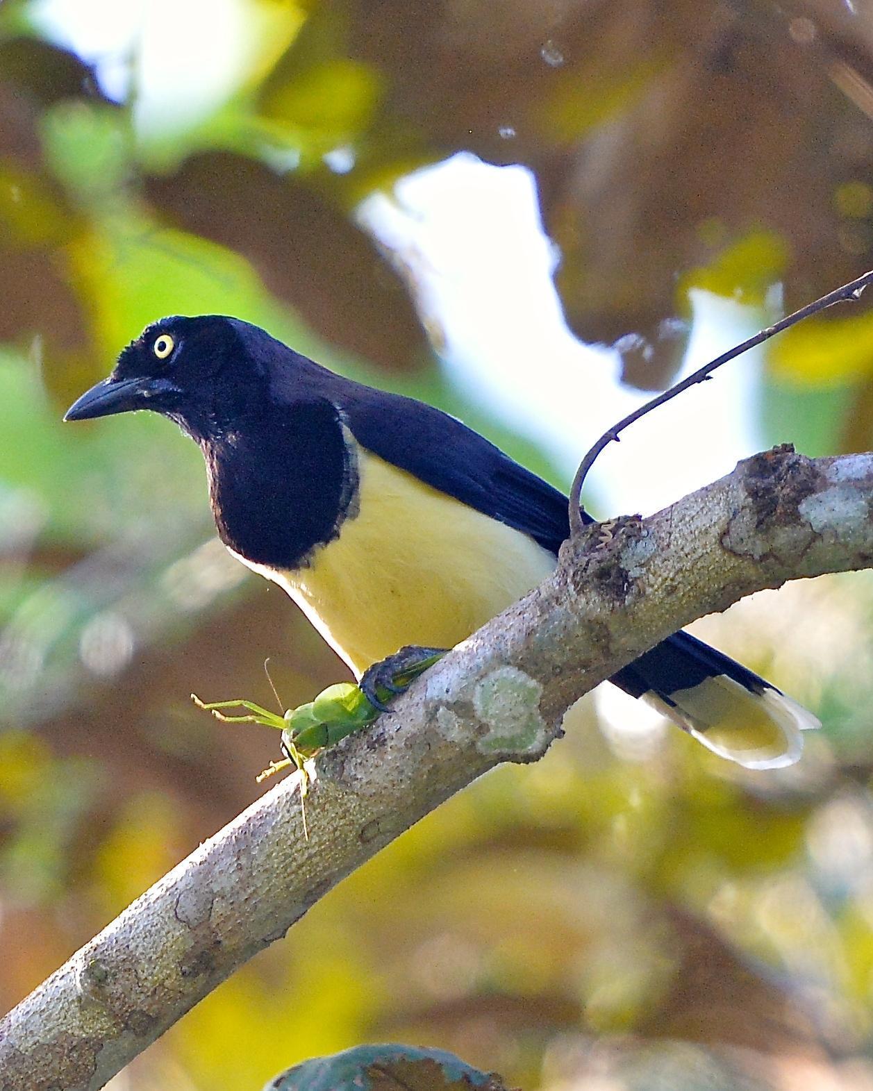 Black-chested Jay Photo by Gerald Friesen