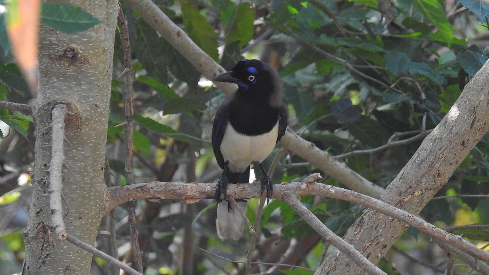 Black-chested Jay Photo by Julio Delgado