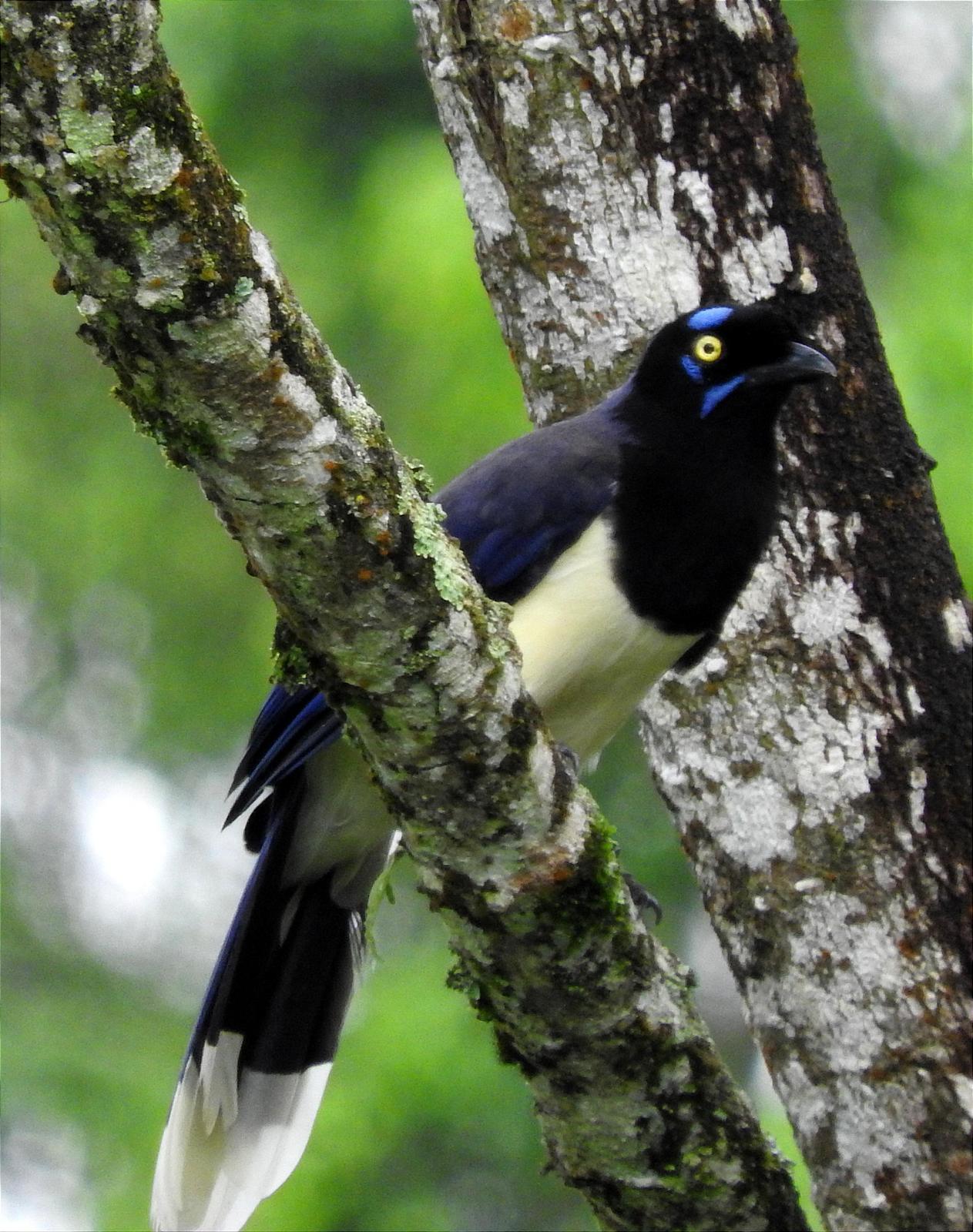 Black-chested Jay Photo by Dylan Melo