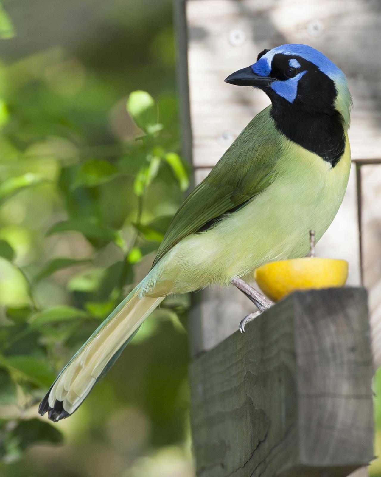 Green Jay Photo by Jeff Moore