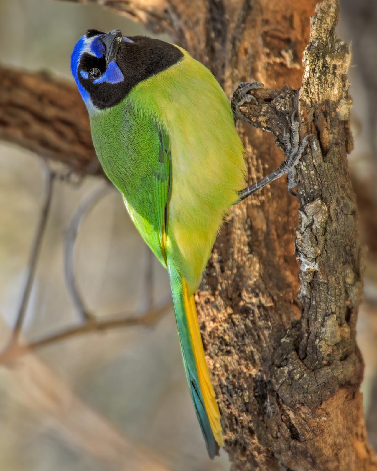 Green Jay Photo by JC Knoll