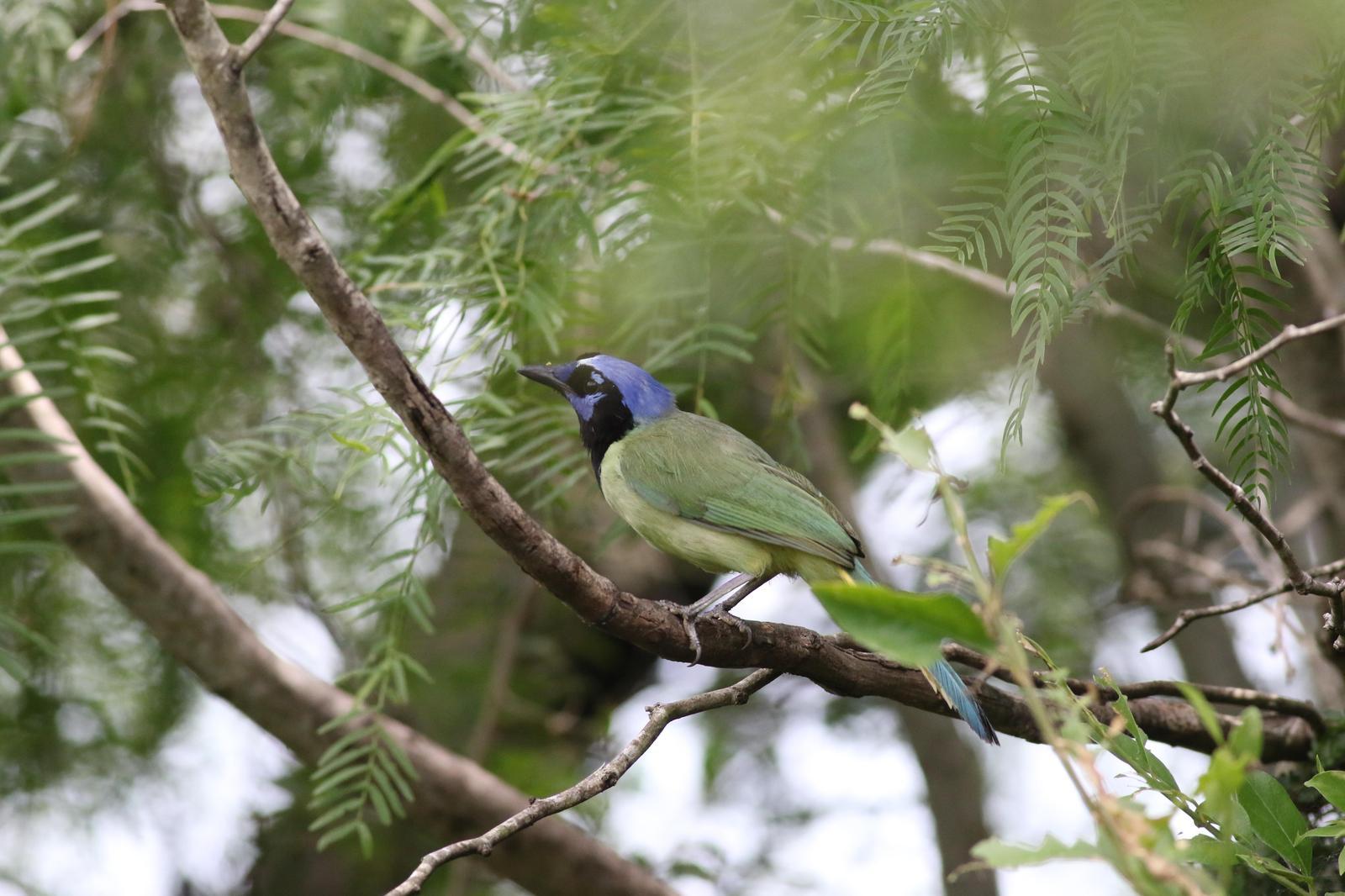 Green Jay Photo by Tom Ford-Hutchinson