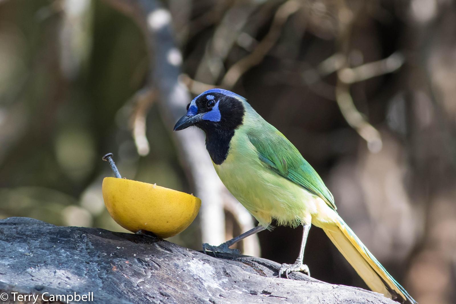 Green Jay (Green) Photo by Terry Campbell