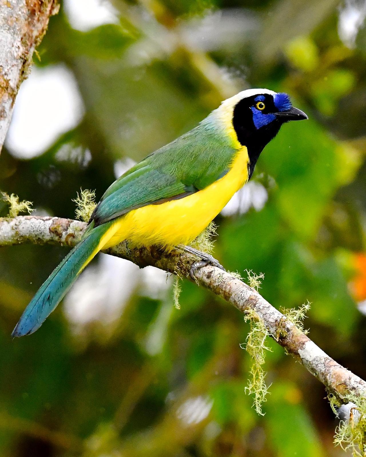 Green Jay (Inca) Photo by Gerald Friesen
