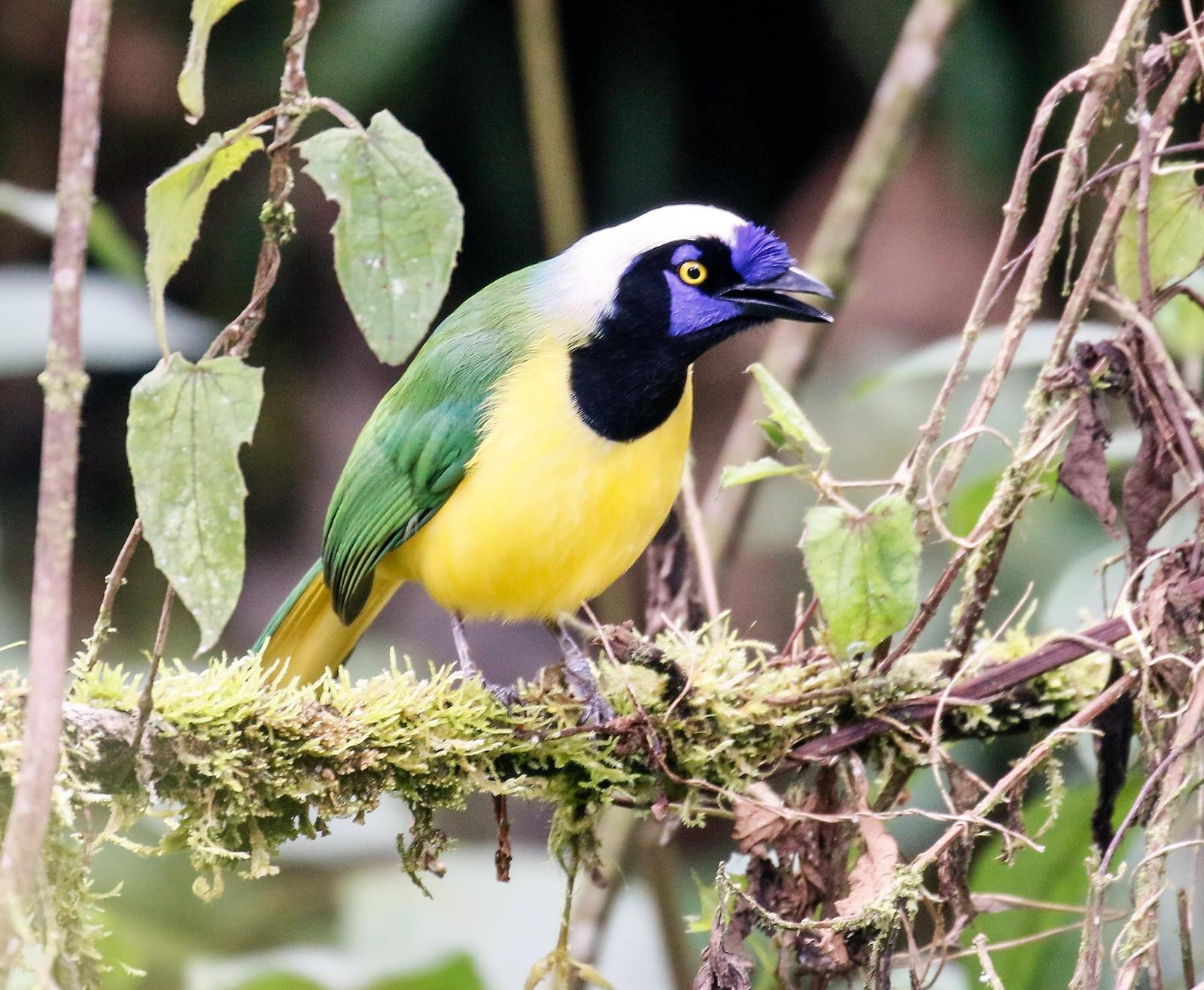 Green Jay (Inca) Photo by Thomas Driscoll