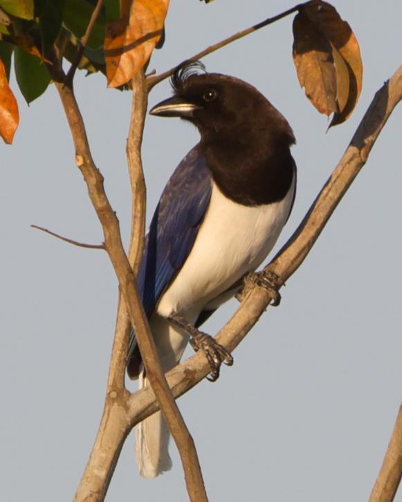 Curl-crested Jay Photo by Kevin Berkoff