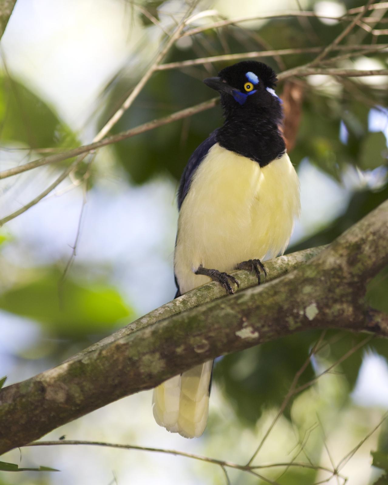 Plush-crested Jay Photo by Marcelo Padua