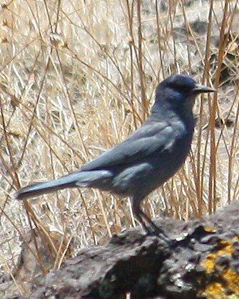Pinyon Jay Photo by Andrew Core