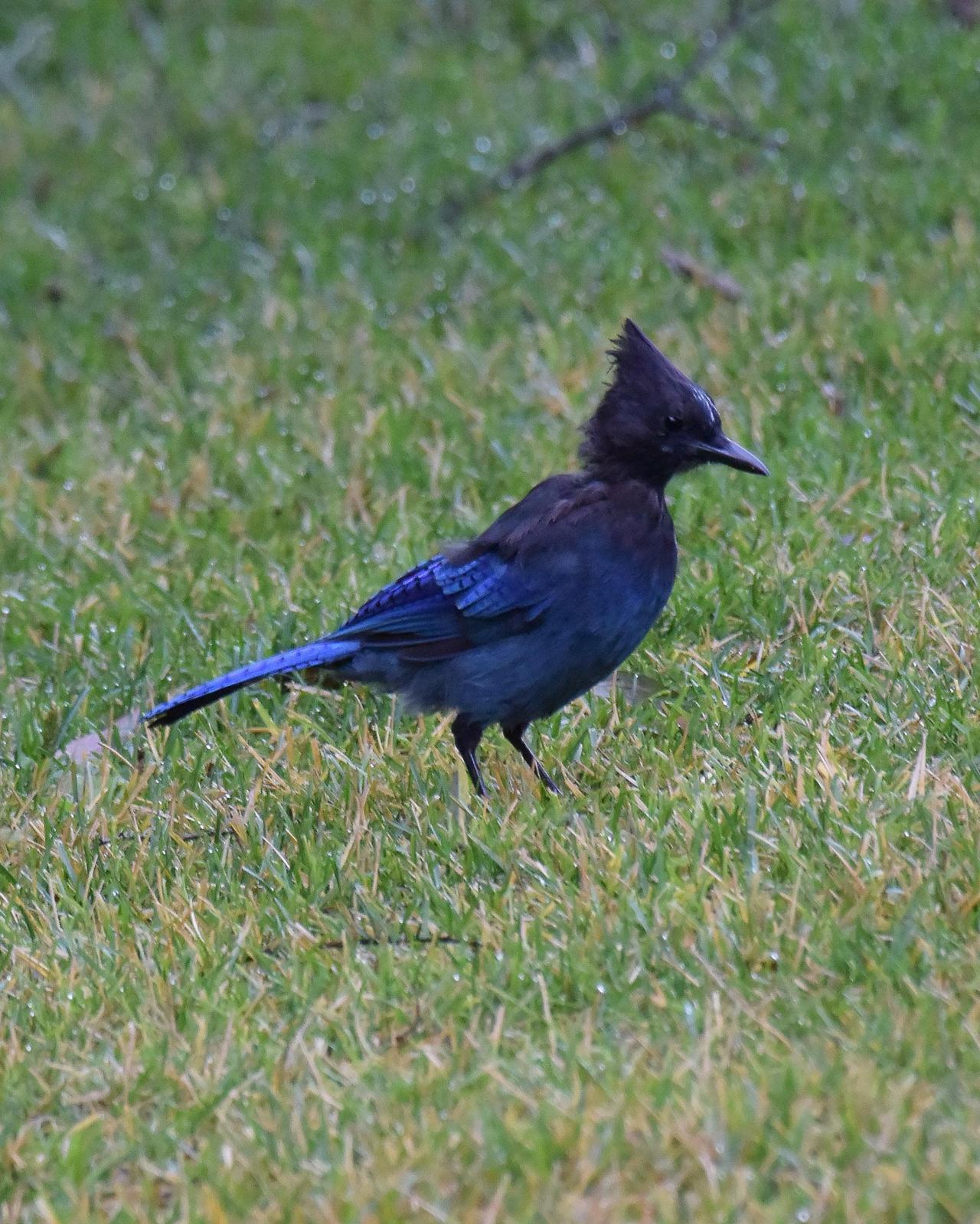 Steller's Jay Photo by Emily Percival