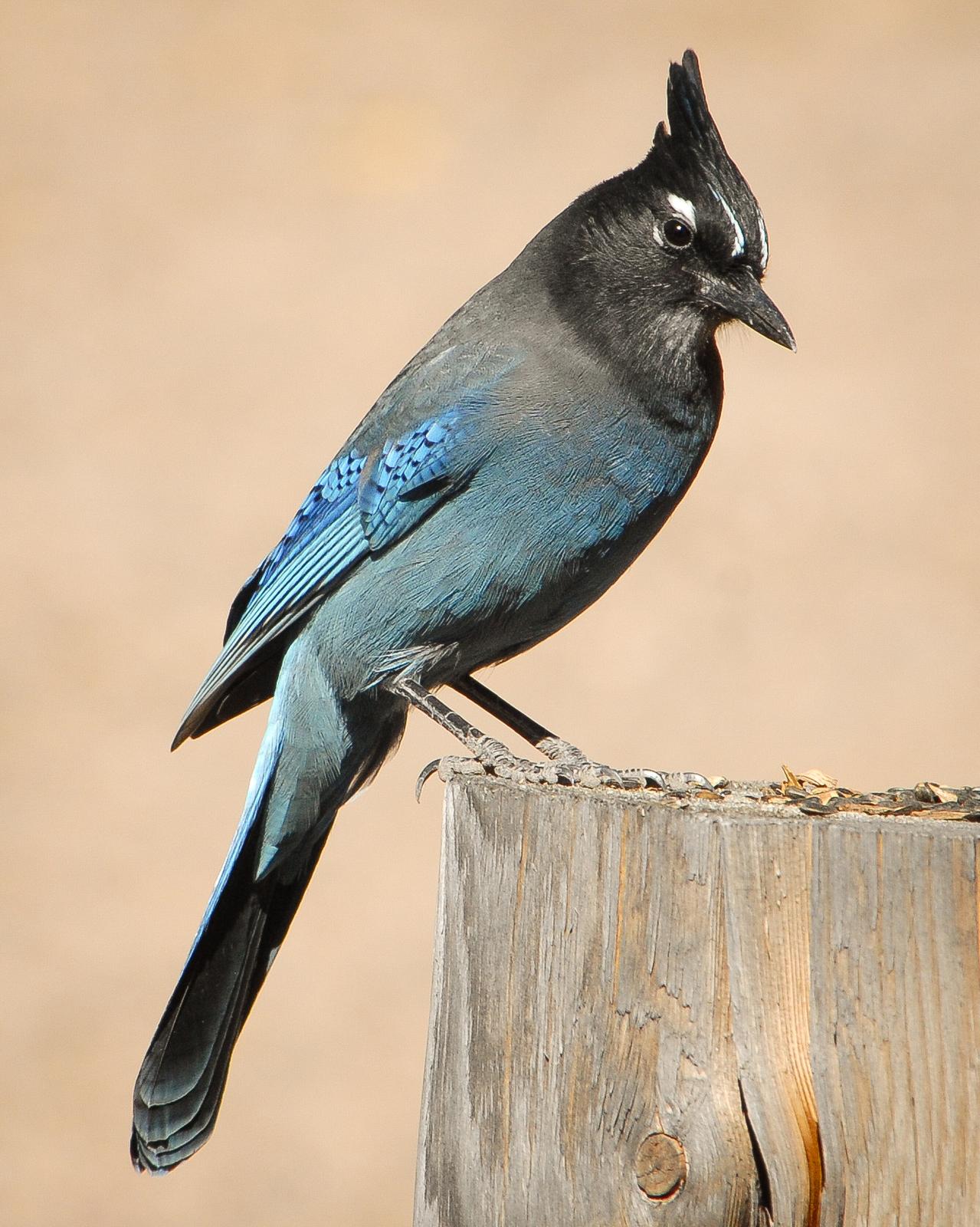 Steller's Jay Photo by Mike Fish