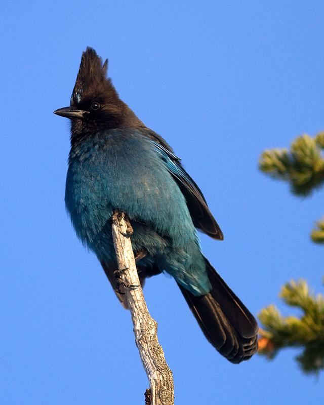 Steller's Jay Photo by Ryan Shaw